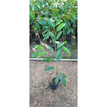 ต้นทุเรียนก้านยาวเสียบยอดชุมพร 🌱🌱