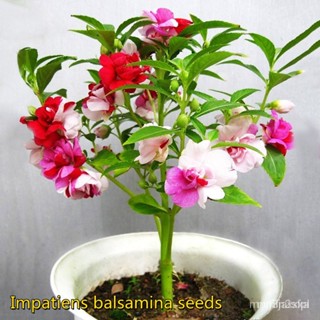 （คุณภาพสูง เมล็ด）[งอกอย่างรวดเร็ว] สิงคโปร์พร้อมสต็อก200ชิ้นคู่ Camellia Impatiens Balsamina บอนไซหม/ง่าย ปลูก ส/ดอก UAS