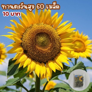 เมล็ดทานตะวันสูง 60 เมล็ด