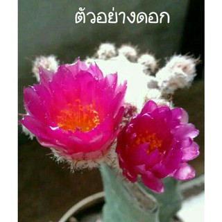 cactus โนโตแคคตัสnotocactus uebelmannianusดอกสีบานเย็นกราฟตอสามเหลี่ยม