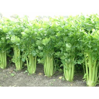 ผลิตภัณฑ์ใหม่ เมล็ดพันธุ์ จุดประเทศไทย ❤High yield CELERY SEEDS (9,220 seeds)เมล็ดอวบอ้วน 100% รอคอยที่จะให้ควา /ดอก 4J9