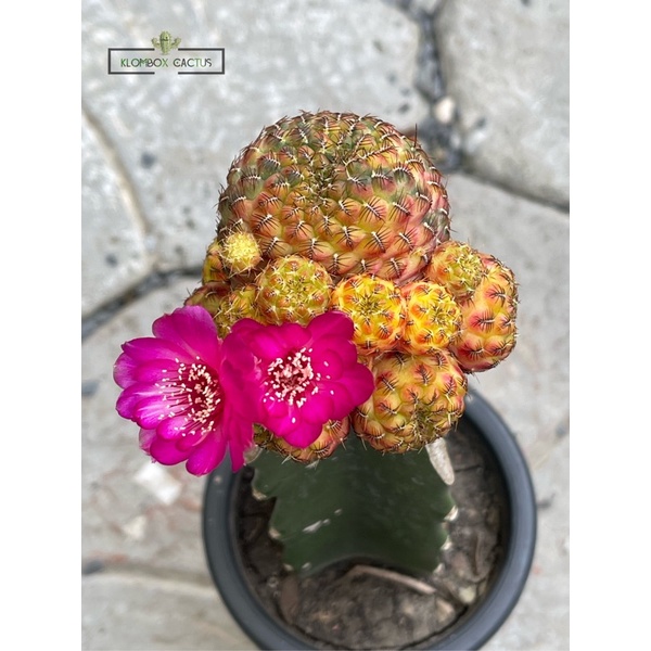 สตรอเบอรี่ด่าง ไม้กราฟ  Sulcorebutia rauschii ( ซัลคอรีบูเทียด่าง) Cactus กระบองเพชร แคคตัส