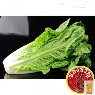 Great Romaine Green Leaf Lettuce Salad Vegetable Seeds (แอลเล็ก1000)-Basic Farm House Gardening/Celery/Men S Clothing/P