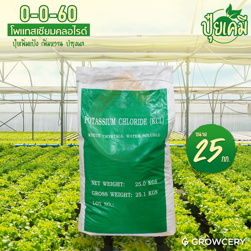 [G] ปุ๋ย 0-0-60 ปุ๋ยเกร็ด  (เร่งแป้ง ลงหัว 25 กิโลกรัม.) สะสมอาหาร เร่งการออกดอก เร่งใบพืชให้แก่เร็ว