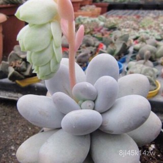 （คุณภาพสูง เมล็ด）เมล็ดพันธุ์ ไม้อวบน้ำ (Succulent) บ้านและสวน /อินทรีย์ SVIV