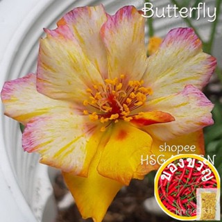 150เมล็ด HYBRID MOSS Rose Butterfly &amp; # seeds &amp; # Rose Japanese HYBRID สร้อยข้อมือ/​​กระโปรง/กางเกง/แอปเปิ้ล/ โปโล/ขายึด