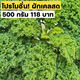 ผักเคลสด 500g เคลใบหยิก เคลไดโนเสาร์ Curlykale Lacinatokale พร้อมเก็บตามออเดอร์ ปริมาณ 500 กรัม