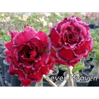 สวรรค์ชั้นเจ็ด 7th seventh ต้นชวนชม ดอกซ้อน seven heaven adenium