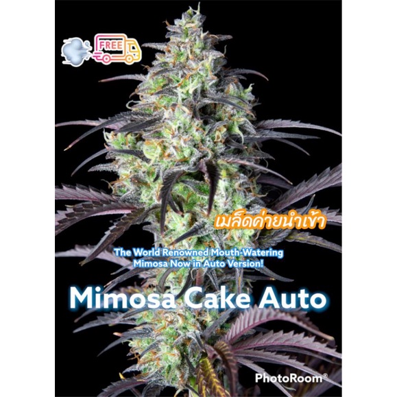 ♘ส่งฟรี เมล็ด Mimosa Cake Auto ผลไม้แสนอร่อย👉ไม่งอกเครมให้ใหม่ทั้งชุด👈♕