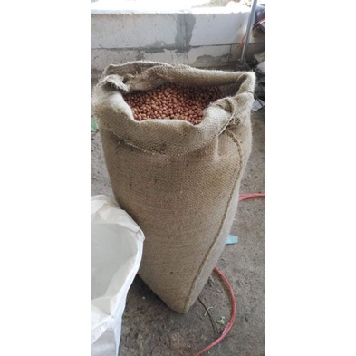 ถั่วลิสง​จัมโบ้​ (เมล็ด​พันธุ์)​เกษตรจัมโบ้จีน1กก150บาท​ สำหรับ​เพาะปลูก​หรือรับประทาน​(คำเตือนถั่วจีนงอกยากกว่าถั่วไทย) ราคา ถูกที่สุด ดีลบีเคเค แกลเลอรีภาพที่ 3
