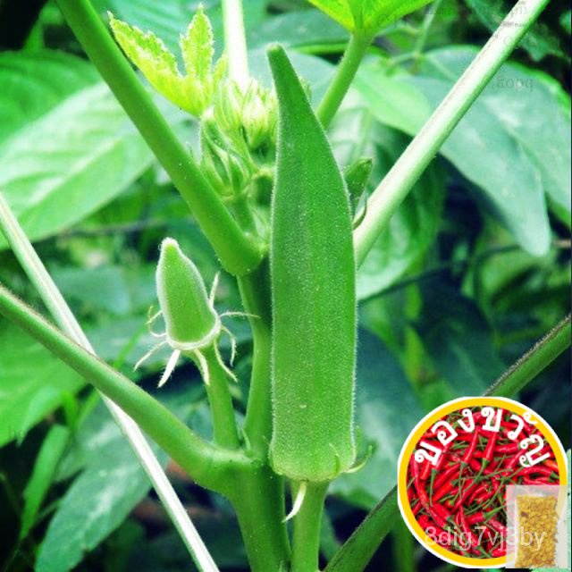 20 pcs okra SEED Appro/Lady Finger okra เซ็ต2แฟชั่น100G Fruit/tongqi/เซ็ป/ Apple/Bra/degreet/อะแดปเต