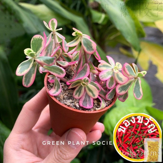 GPS Green Plant Society Live Plant succulent Portulaca Hana misteria V6/V6/กุหลาบ EMFF