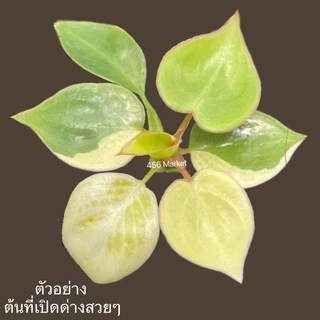 ฟิโลก้านส้ม พันธุ์ด่าง💚Philodendron billietiae variegated 🔥