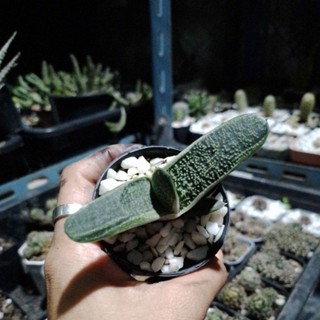 Gasteria-Little warthy//แกสทีเรีย