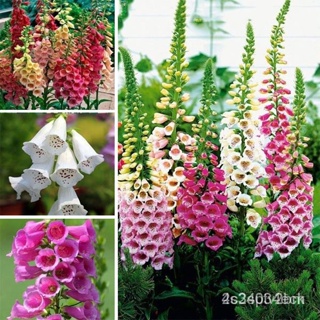 ผลิตภัณฑ์ใหม่ เมล็ดพันธุ์ Foxglove Seeds (50 Pcs) Garden Rare Flower Seeds Potted Purple Foxglove Seeds Bonsai P/ขายดี 3