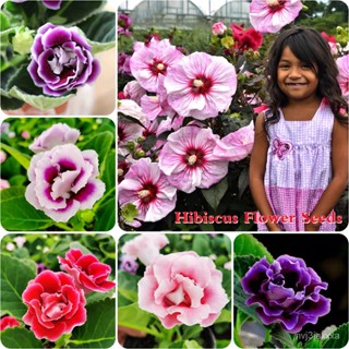 （คุณภาพสูง เมล็ด）เมล็ดบอนสีแท้ บอนสี100 เมล็ด Hibiscus Flower Seeds เมล็ดซากุระญี่ปุ่น บอนสีแ/ง่าย ปลูก สวนครัว /คละ DGH