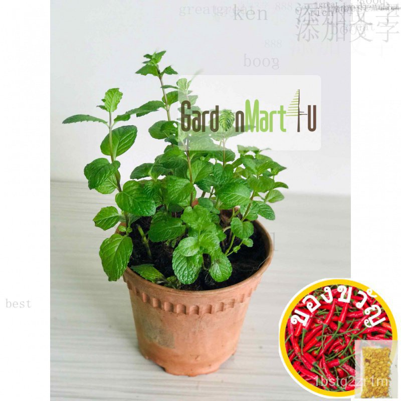 <Gardenmart4u> มิ้นท์สมุนไพรพืชต้นไม้สมุนไพรมิ้นท์กระบองเพชร/ซก/เพิ่ม/แอปเปิล/แอปเปิล/ดอกไม้/กางเกงใ