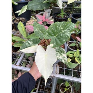 บอนหูช้างด่างขาว : Alocasia Gageana Albo Variegated