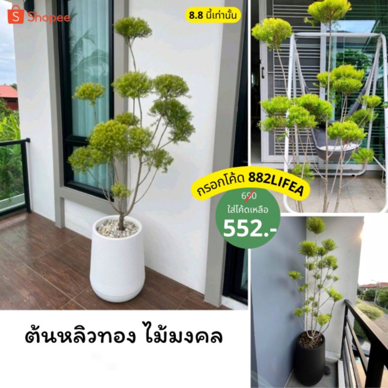 ต้นหลิวทอง (ไม้มงคล) เป็นต้นไม้จริง สินค้าพร้อมส่งจร้า