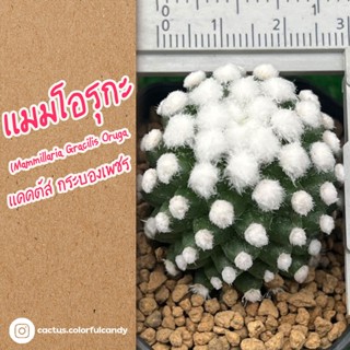 แมมโอรุกะ (Mammillaria Gracilis Oruga) ฟูขาวสวย แคคตัส กระบองเพชร ส่งทั้งกระถาง