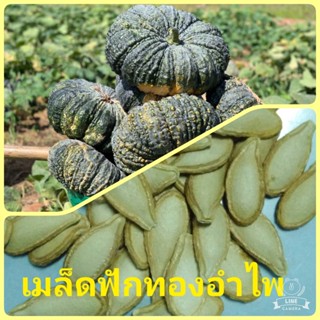 เมล็ดพันธุ์ต้นฟักทอง เมล็ดพันธุ์ต้นฟักทองอำไพ ชุดล่ะ 50 เมล็ด