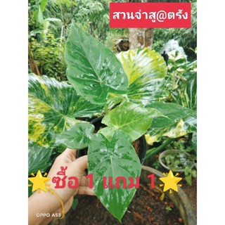 บอนหูช้างด่างเหลือง 🌟ซื้อ1 แถม 1 ค่ะ🌟ลูกหลุดเขียวค่ะ สายลุ้นไม่ควรพลาดค่ะ