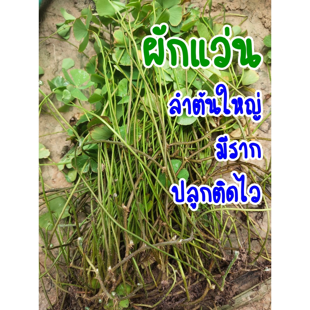 ผักแว่น ต้นพันธุ์สำหรับปลูก ลำต้นใหญ่ มีราก แก่ได้อายุ ปลูกติดไว ชุดละ30ต้น และผักย่องแปะ/ผักตับเต่า/ผักจองแปชุดละ10ต้น ราคา ถูกที่สุด ดีลบีเคเค แกลเลอรีภาพที่ 2