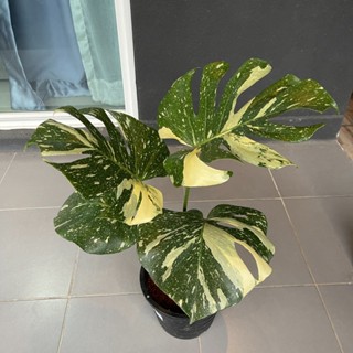 Monstera Thaicon  มอนเตอร่าไทคอน  ไทคอน มอนด่าง เลือกต้นได้