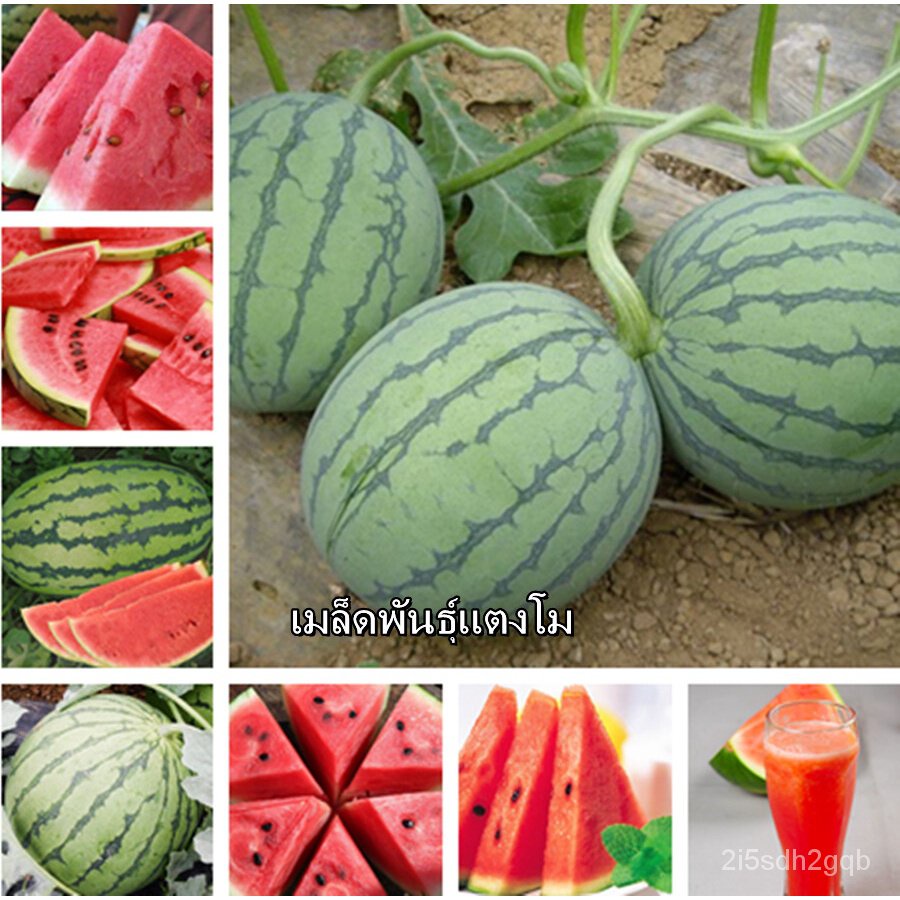 （คุณภาพสูง เมล็ด）ปลูกได้ทั่วไทย ปลูกง่าย เมล็ดพันธุ์แตงโม Watermelon Seeds 20 ​ต้นไม้ พันธุ์ไ/ง่าย ปลูก สวนครัว /สวนครัว
