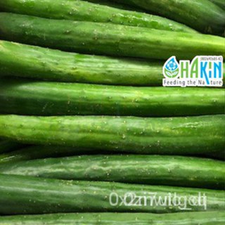 ผลิตภัณฑ์ใหม่ เมล็ดพันธุ์ จุดประเทศไทย ❤เมล็ดพันธุ์Benih Timun Jepun - Japanese Cucumber Seeds - 4 seeds | 16 s /ดอก SLL