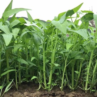Biji Benih Kangkung Daun Besar Tiga Tangkai Hybrid / F1 three stalks Big Leaf Kangkung Seeds 杂交三叉大叶空心菜种籽