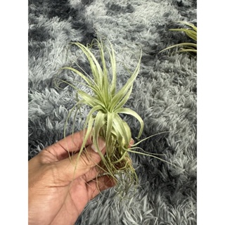 Tillandsia  gardneri