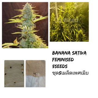 เมล็ดพันธุ์Banana Sativa เพศเมียSTS90% ชุด5เมล็ด