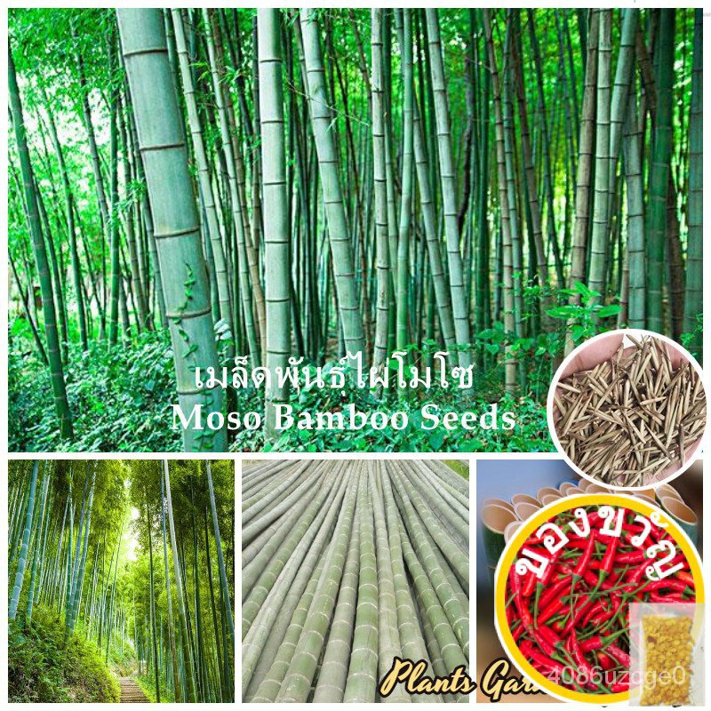 เมล็ดพันธุ์ไผ่โมโซ Moso Bamboo Seeds Phyllostachys flower seeds บรรจุ 50 เมล็ดพันธุ์คุณภาพ เมล็ดพันธ