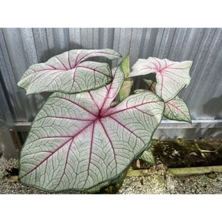 Caladium White Queen บอนสีไวท์ควีน กระถาง6นิ้ว กอใหญ่