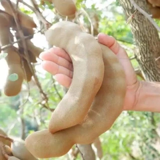 ต้นมะขามเปรี้ยวยักษ์ ฝักดาบ ยอดอ่อนใส่ต้มไก่ได้เพาะเมล็ด ขนาด30 เซน