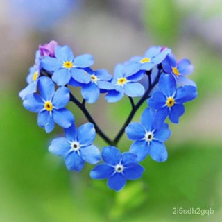 （คุณภาพสูง เมล็ด）100แคปซูล / ถุง เมล็ดพันธุ์ดอกไม้ลืมฉันไม่ได้ Forget-me-not Flower Seeds สาม/ง่าย ปลูก สวนครัว /ผักสลัด