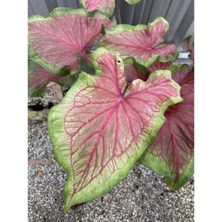 บอนสีนำเข้า ‘ทิคคิทอช’ (Caladium Tiki Torch)