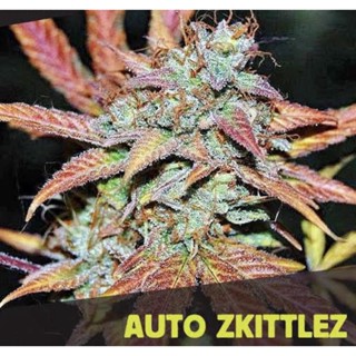เมล็ดกัญชาสายพันธุ์ zkittlez auto บรีดไทย(คัดเพศ)