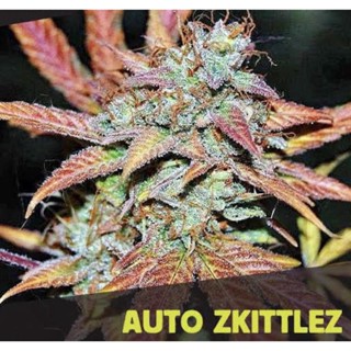 เมล็ดกัญชาสายพันธุ์ zkittlez auto บรีดไทย(คัดเพศ)