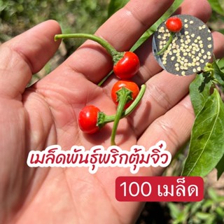 เมล็ดพันธุ์พริกตุ้มจิ๋ว