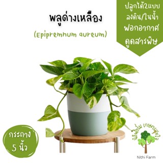 พลูด่างเหลือง (Epipremnum aureum) พร้อมกระถาง5นิ้ว