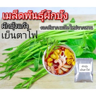 เมล็ดผักบุ้งเย็นตาโฟ 50เมล็ด ต้นอวบ กรอบ เมล็ดผัก เมล็ดพันธุ์ใหม่งอกดี