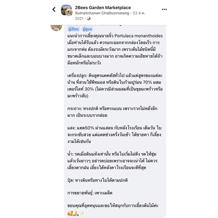 Portulaca monanthoides ไม้อวบน้ำ rare item คุณนายตื่นสายจิ๋ว ส่งถอดกระถาง - รูปที่ 3