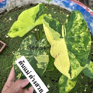 บอนด่าง มีมาแบ่งไม่มาก 💚Colocasia esculenta yellow splash💚