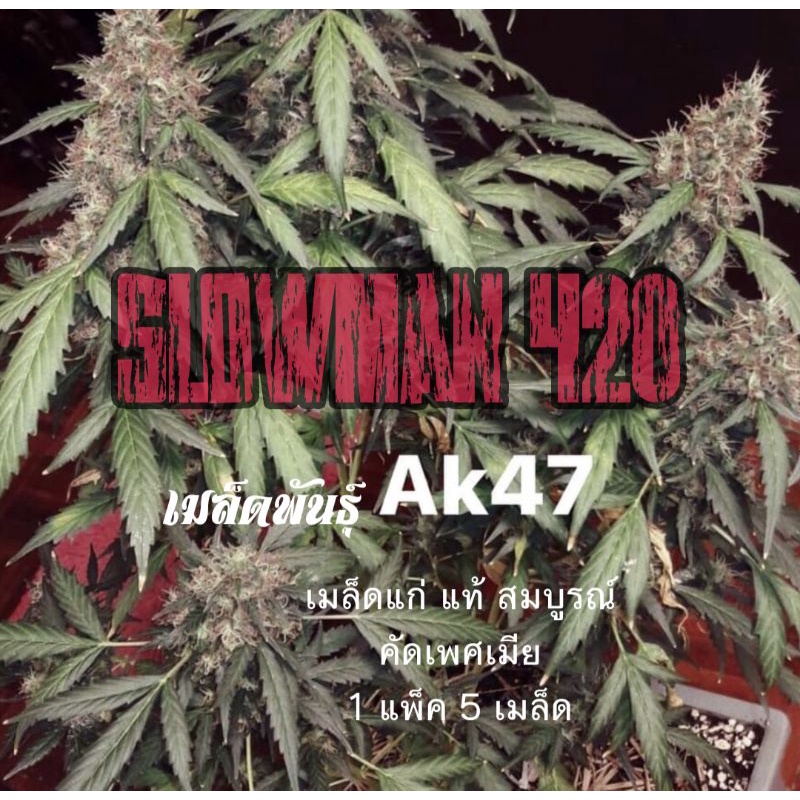 เมล็ดพันธุ์ Ak 47 เมล็ดแก่ แท้ สมบูรณ์ รับประกันอัตราการงอก