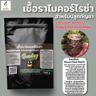 ไมคอร์ไรซ่าสำหรับปลูกต้นกัญชา Mycorrhiza