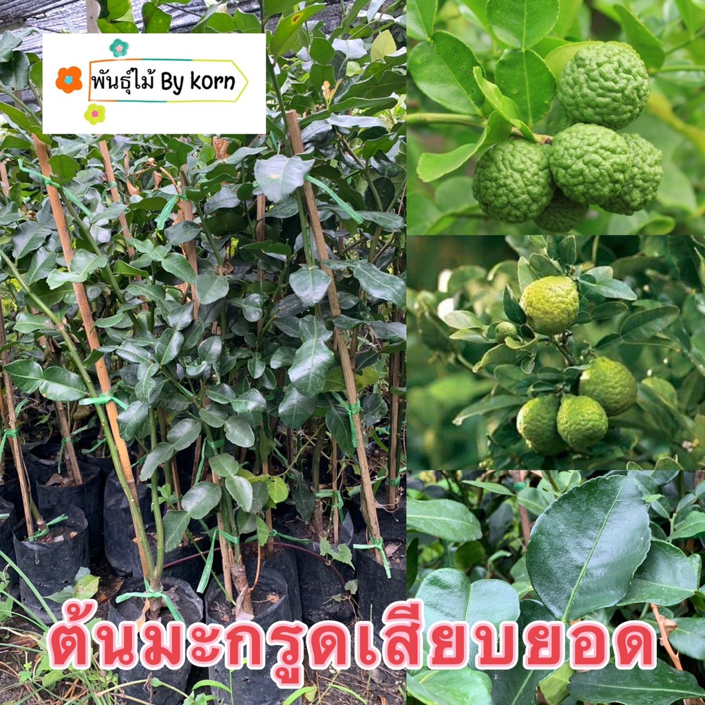 ต้นมะกรูดเสียบยอด ต้นแข็งแรง พร้อมส่ง สำคัญกรุณาสั่งซื้อในเวลา12:00น.-00:00น.