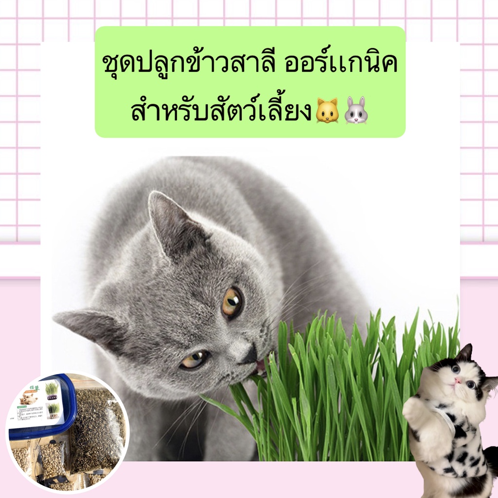 BN-380 🌾 ชุดปลูกข้าวสาลีออร์แกนิกสำหรับแมว & กระต่าย  หญ้าแมวปลูกง่าย ดีต่อสุขภาพ ราคาน่ารัก พร้อมส่งทันใจ! 🐱🐰