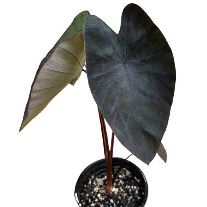บอนดำ แบล็คเมจิก กระถาง 6 นิ้ว สูง 30-40 ซม. Colocasia Black Magic pot 6” 30-40 cm